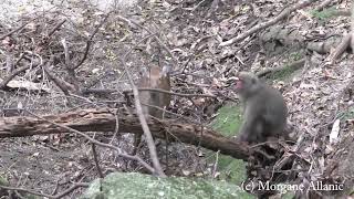 Monkeydeer rodeo Japanese macaques riding Sika deer [upl. by Nylorak631]