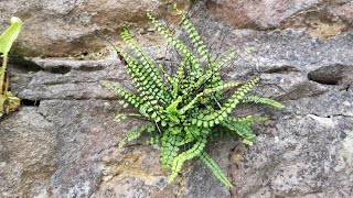 Vertical Gardening Creating a Green Wall I love the Maidenhair Spleenwort Asplenium Trichomanes [upl. by Herrle]