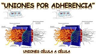 UNIONES POR ADHERENCIA  UNIÓN CÉLULA A CÉLULA  BIOLOGÍA  MediCiencia [upl. by Marti]