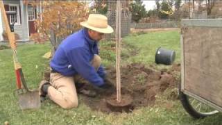 How to Plant a Tree Step by Step gardenorg [upl. by Ehsiom]