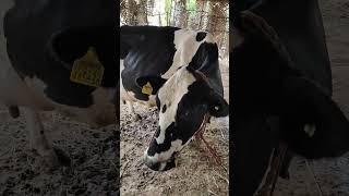 Treatment for cow calcium injunction shorts cowfarm cow treatmentforcow gardening agriculture [upl. by Giguere541]