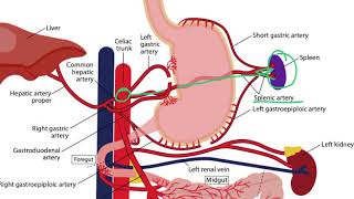 Gastrointestinal Arteries for the USMLE Step 1 [upl. by Chemush]