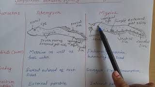 Comparison between petromyzon and myxineBsc 2nd year [upl. by Adar413]