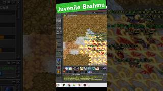 Hunt RP Juvenile Bashmu Tibia  tibia games mmorpg shorts [upl. by Furey685]