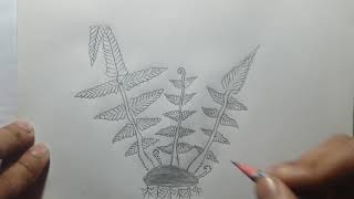 Pteris plant structurepteris উদ্ভিদের গঠনHSC Biology 1 [upl. by Htebezile]