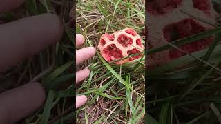 Clathrus ruber Kafes mantarı [upl. by Phina184]