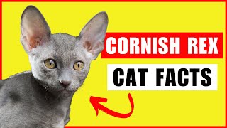 Cornish Rex Cats 101  Everything You Need to Know [upl. by Ut]