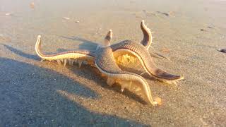 Starfish Walking on the Beach [upl. by Veron]