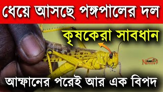 ঝাঁক বেঁধে ধেয়ে আসছে পঙ্গপালের দল  কৃষকেরা সাবধান  Pangopal Attack india 2020 News Flash Bangla [upl. by Arvo883]