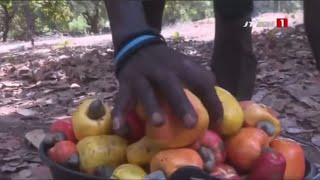 ANACARDE  Une véritable aubaine des populations de la Casamance naturelle [upl. by Ettennad]