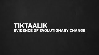 Tiktaalik Evidence of Evolutionary Change [upl. by Secundas]