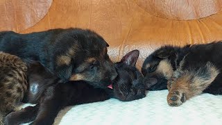 Foster Tiny Kittens Raised By Dogs Starts Acting Like Tiny Pups [upl. by Stalker]