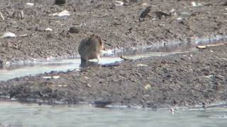 Dowitcher Sp  Faribault MN  Sept 2024 [upl. by Ettennat]