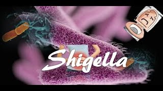 Shigella [upl. by Luba943]