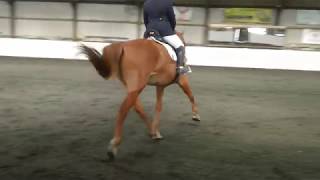 Novice 38 Dressage Test  apparently all far too fast [upl. by Ecnahoy726]