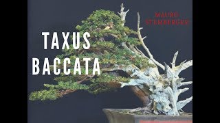 Taxus Baccata [upl. by Ennyleuqcaj61]