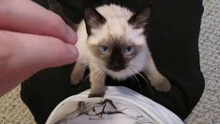 Siamese Kitten LOUDEST Purring [upl. by Elton374]