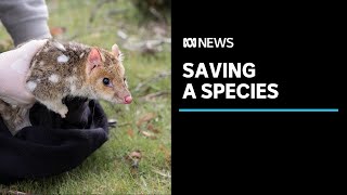 Project integrates captivebred quolls with wild population to shore up species  ABC News [upl. by Airretnahs]