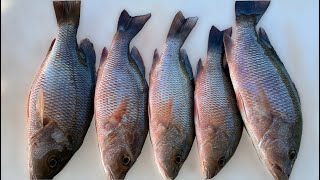 Simple Way To Catch Mangrove Snapper For Dinner Florida Saltwater Fishing [upl. by Adnohs]