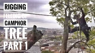 Felling of camphor tree part 1 Rigging  Arborist 空師 [upl. by Anela182]