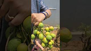 adavi mamidijune plum harvesting n cuttingambarellaఅడవిమామిడిmygardenharvestingshortvideo [upl. by Yeoj]