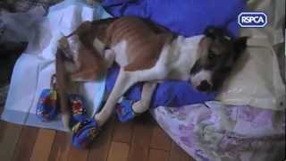 RSPCA video  Rescue dog Hope recovering [upl. by Crispin]