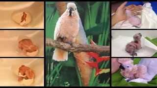 Moluccan Cockatoo baby Hatching [upl. by Bandeen]