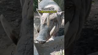 Babirusa  Natures Weirdest Evolution [upl. by Esoranna]