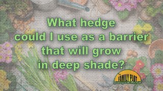 What hedge can I use as a barrier in deep shade [upl. by Enaillil]