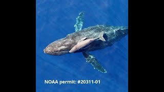 Rare video of newborn humpback whale from UH marine mammal research [upl. by Yrehcaz]