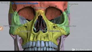 Bones of the SkullNorma Frontalis  Fore head orbit malar prominence nasal aperture amp maxilla [upl. by Clareta]