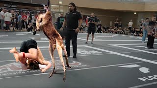 Kangaroo breaks into venue fights shirtless man [upl. by Jadd]