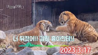 깝쭉대는 태백이 교육하는 백두 ㅡ 서울 대공원 맹수사 시베리아 호랑이 뚱띵이 백두 [upl. by Prunella]