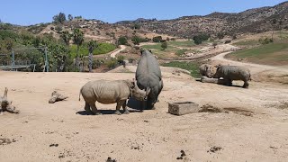 Rhinoceros Facts and How Rhinos are Made [upl. by Ada865]