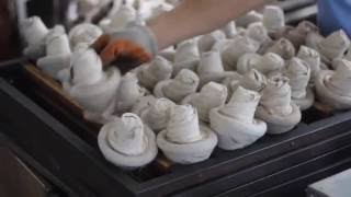 Pu erh Tea Documentary Tibetan Mushroom Jin Cha Pu Erh Tea Processing [upl. by Nairad437]