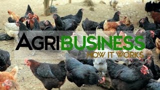 Agribusiness Philippines [upl. by Anirrak527]