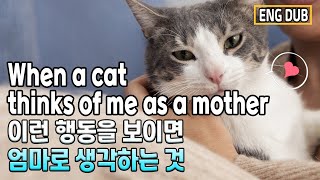 고양이 텔레비전 🐱 작은 새들 🐱 여덟 시간 [upl. by Nilrak]