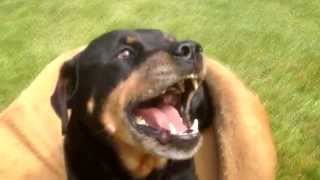 ANGRY ROTTWEILER 3 [upl. by Roxine]