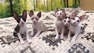 8 weeks old Cornish Rex kittens not available [upl. by Aihsekram204]