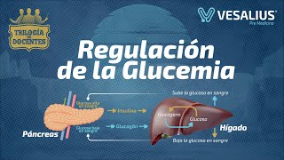 REGULACIÓN DE LA GLUCEMIA [upl. by Park205]