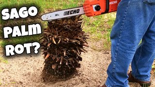 Sago Palm Care Cycas Revoluta 🌴 Pruning Rotting Removal [upl. by Hallock653]