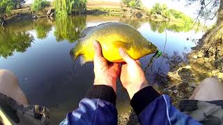 Golden perch and Murray Cod Inverell [upl. by Flosi]