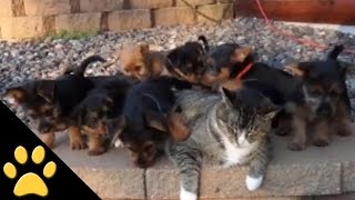 Worlds Most Patient Cat Puts Up with Puppies [upl. by Timms]