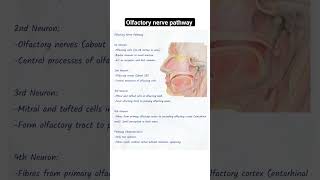 Olfactory nerve pathway anatomy olfactorypathway physiology mbbs [upl. by Verna]