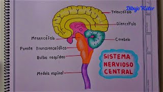 Como dibujar EL SISTEMA NERVIOSO CENTRAL muy fácil [upl. by Aitekram153]