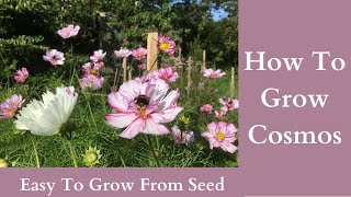 How To Grow Cosmos [upl. by Luane]