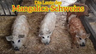 Die Laute des Mangalica Schweins LoveNature [upl. by Namreh]