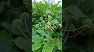 My fatsia japonica is in flower [upl. by Farhsa]