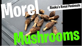 Alaska Mushroom hunting for Morels Kenai Peninsula 2024 [upl. by Eelasor]