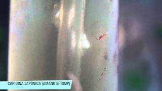 Breeding Amano Shrimp Day 21 [upl. by Nanda]